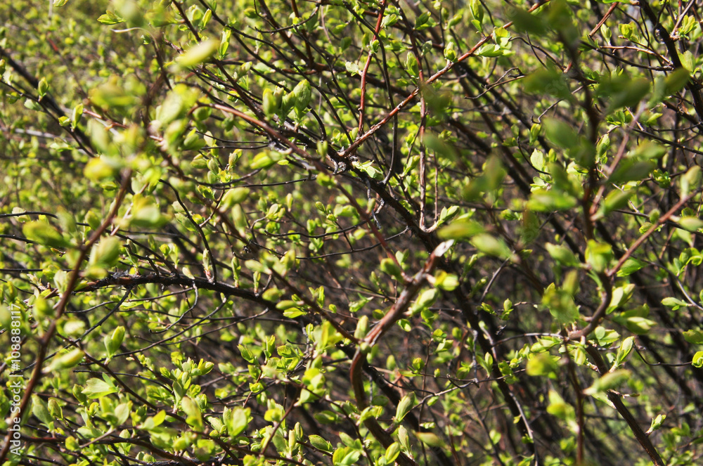 Fototapeta premium Bushes in fresh leaves 1