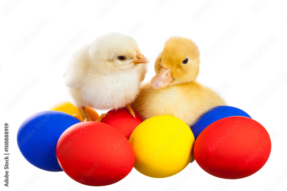 Yellow chick and the duckling