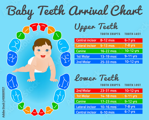Teeth infographic vector