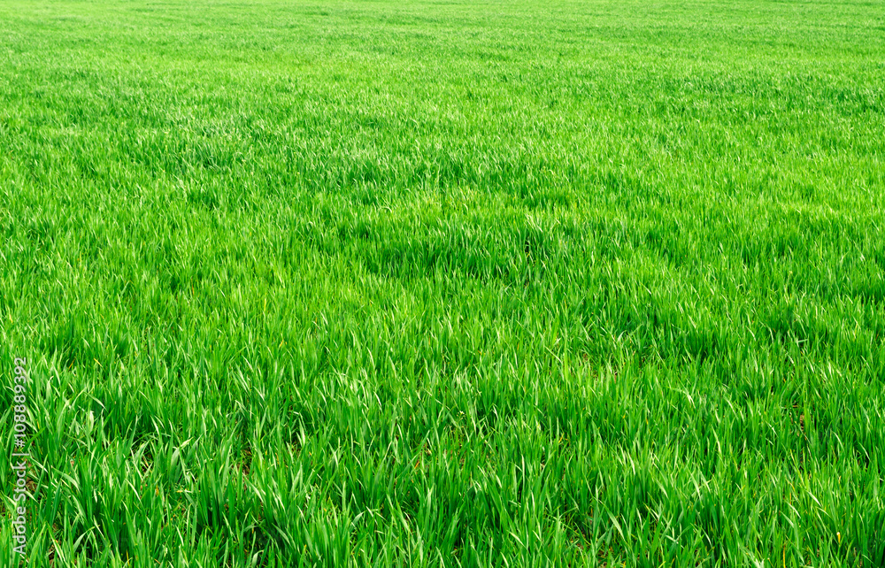 The field of young wheat. Background green grass.