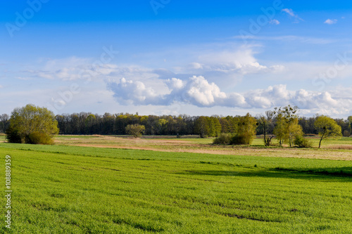 Wiesenlandschaft mit B  umen im Land Brandenburg
