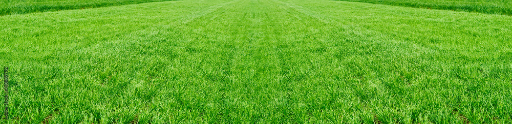 Obraz premium Pole młodej pszenicy. Tło zielona trawa.