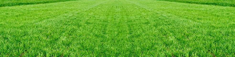 The field of young wheat. Background green grass.