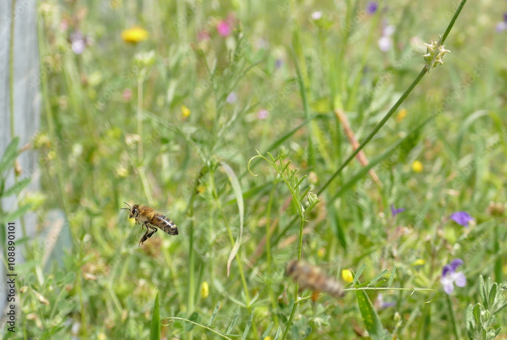 Bienen Bienen