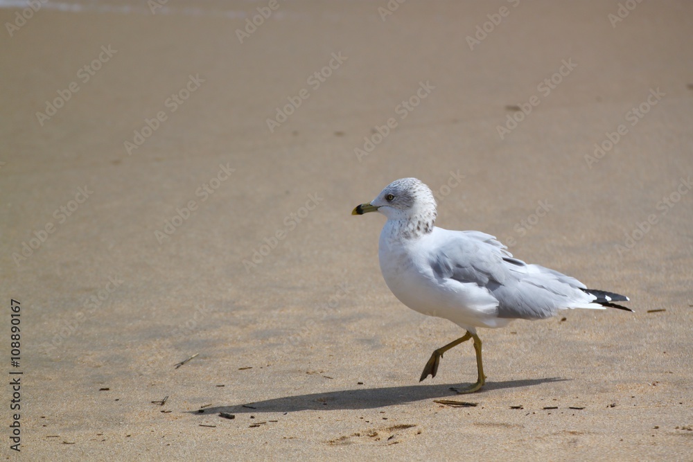 Pigeon on a Stroll Walking on Beach Sand Pigeon on a Stroll Walking on Beach Sand