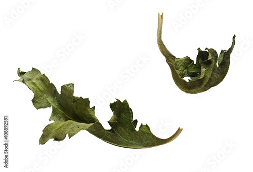 Set of dried flower leaves