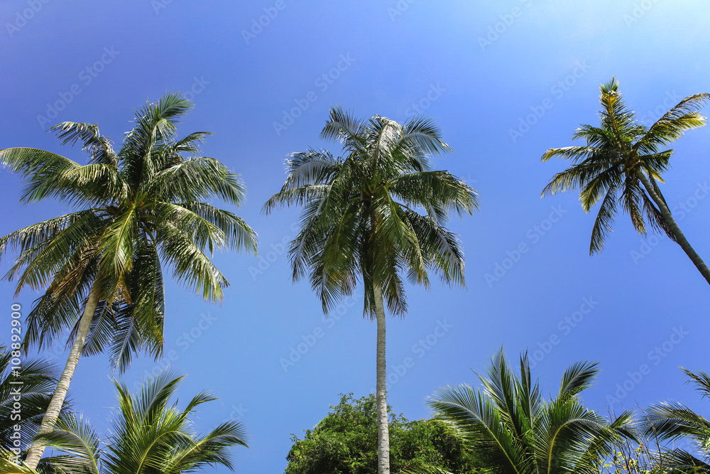 Palm trees, low angle view against blue sky.