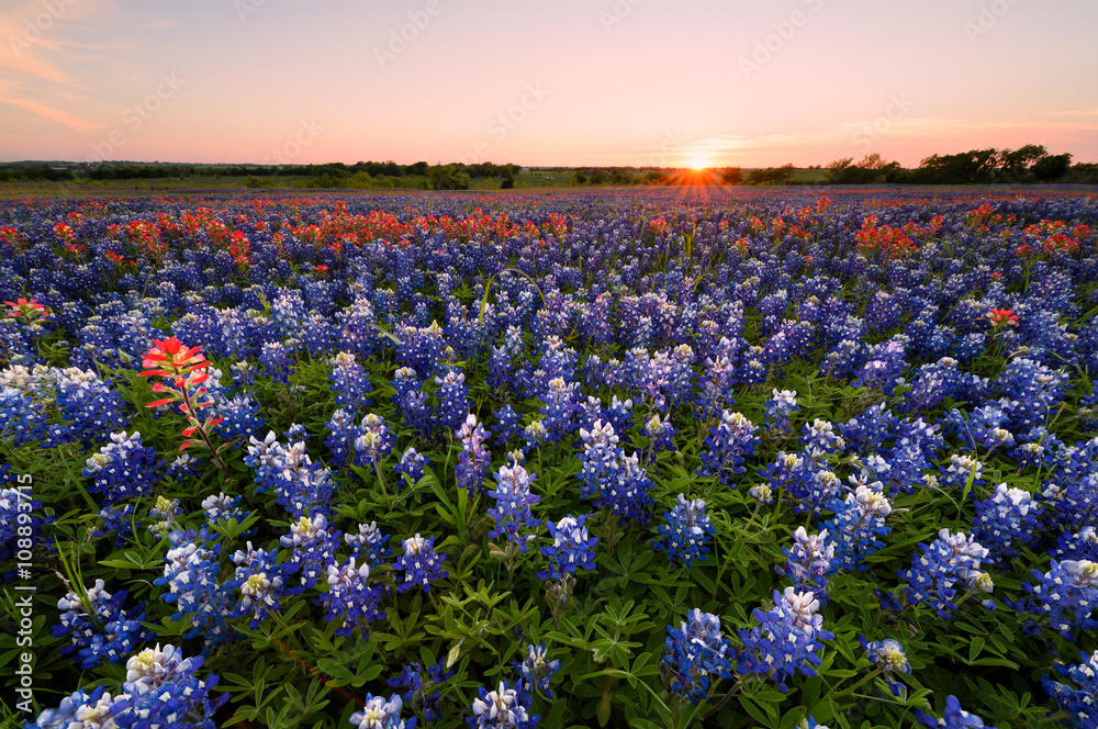 Naklejka premium Wild flower Bluebonnet in Texas