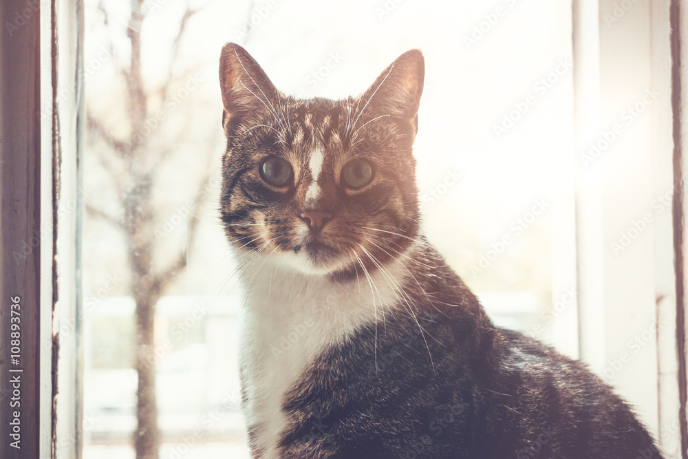 Backlit tabby cat sitting in front of a window