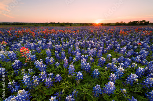 Fototapeta Naklejka Na Ścianę i Meble -  Wild flower Bluebonnet in Texas