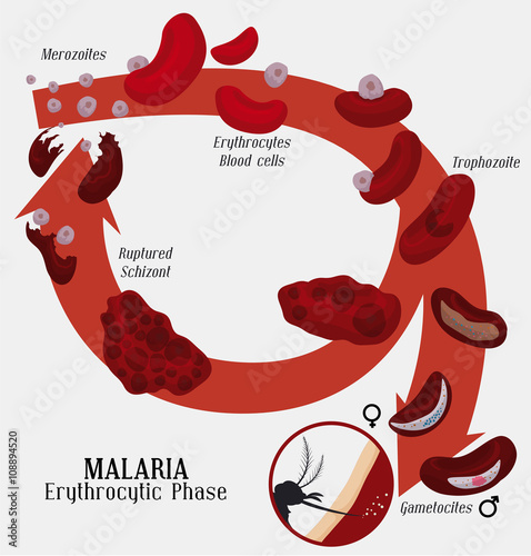 Malarian Plasmodium Life Cycle: Red Blood Cells Infection, Vector Illustration photo