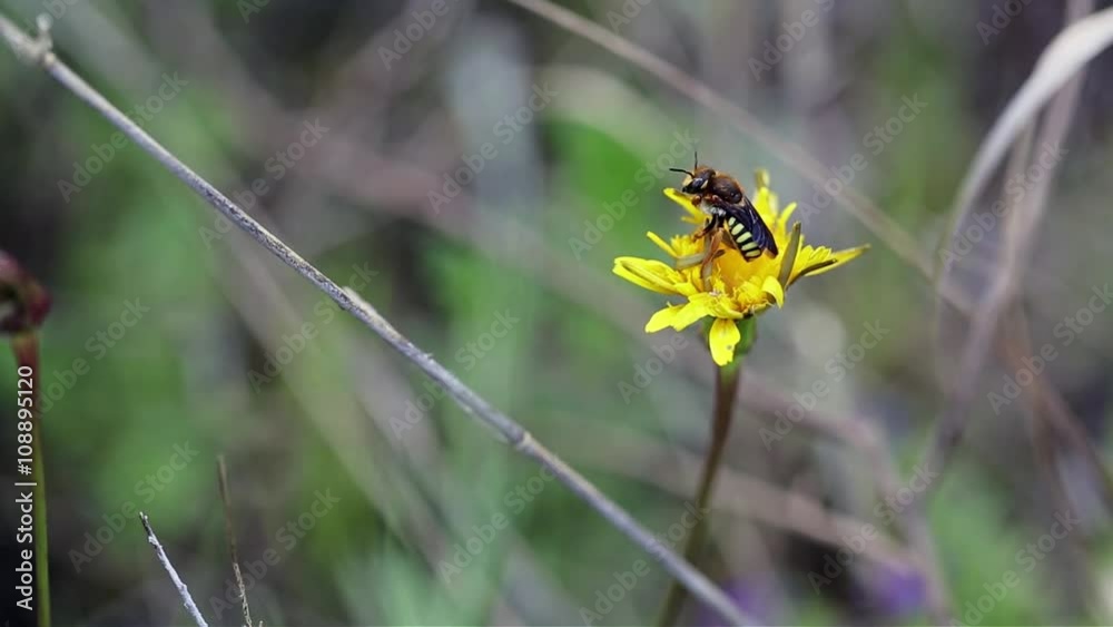 hoverfly similar to a wasp on a yellow dandelion wild flower in nature