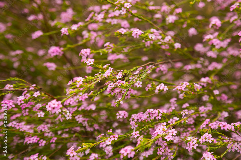 Fototapeta premium coleonema pulchellum flowers