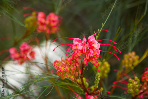 grevillea johnsonii flowers photo