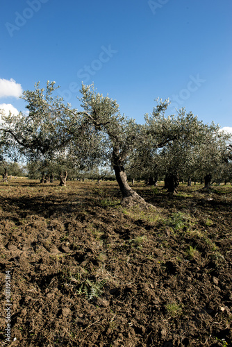 olive tree in the fall