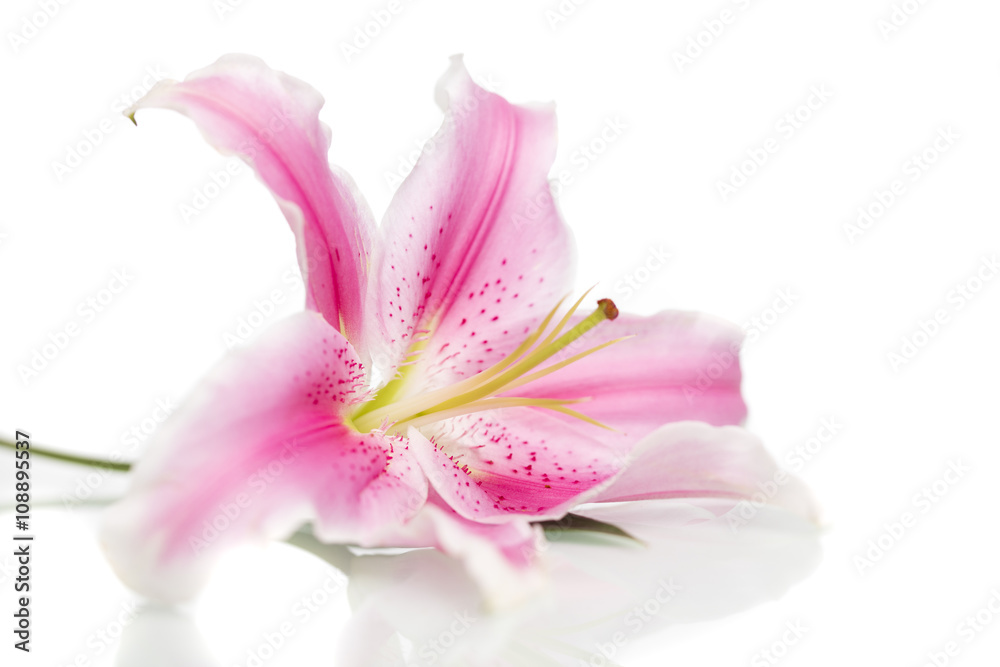 Fototapeta premium Kwiat