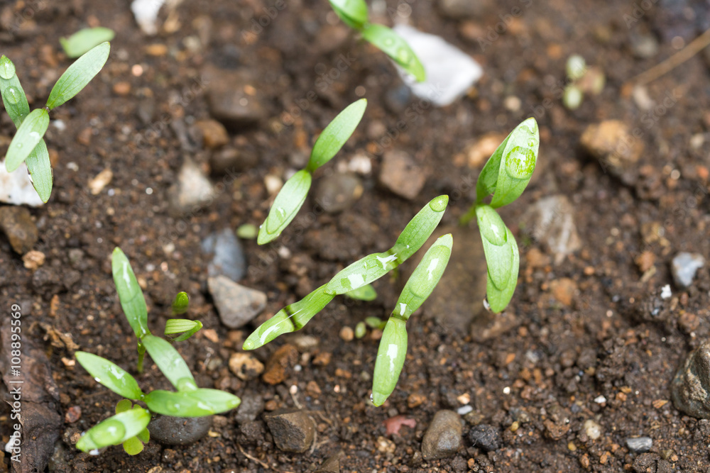 Fototapeta premium 新芽