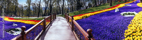 Fotografía Romantic wooden bridge among of tulips, panorama scene.