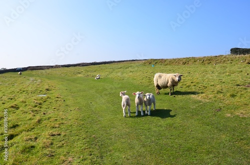 troupeau de moutons, île de Ouessant