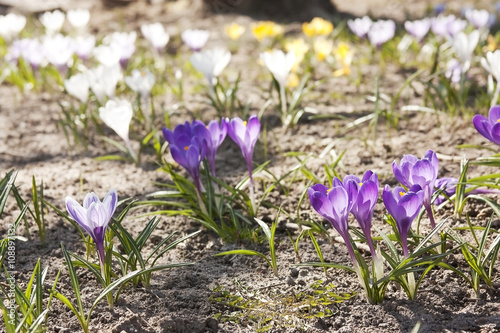 Crocuses