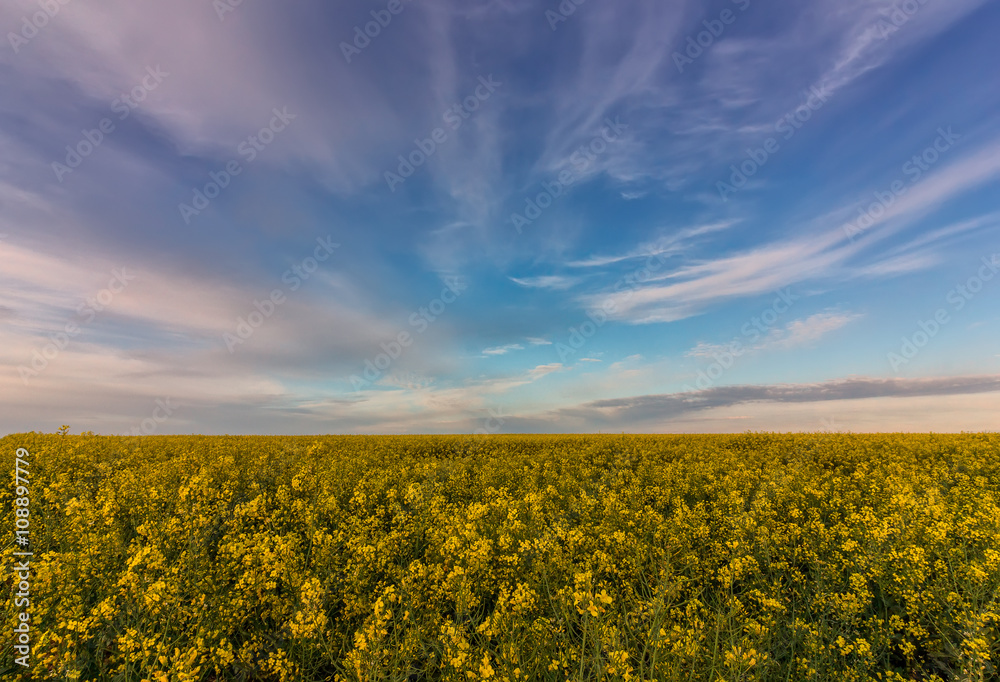 Obraz premium beautiful landscape with rapeseed