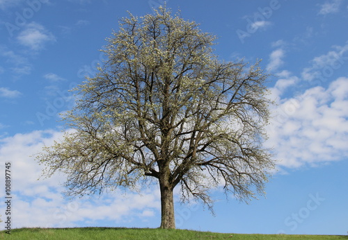 Einsamer Baum vor blauem Himmel