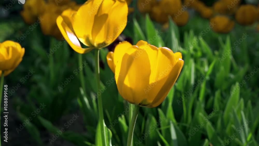 Yellow tulip flowers swaying on the wind (looped video) Yellow tulip flowers swaying on the wind (looped video)