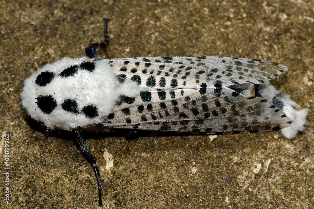 Stockfoto Leopard Moth (Zeuzera pyrina) from above. Striking and unusual white moth with black