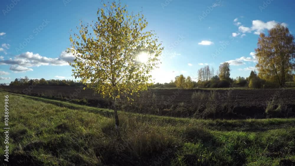 Sun shining on a field with yellowing birch trees in the autumn with blue cloudy sky, time lapse 4K Sun shining on a field with yellowing birch trees in the autumn with blue cloudy sky, time lapse 4K