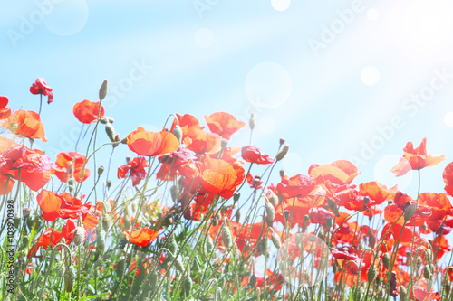 Fototapeta Naklejka Na Ścianę i Meble -  Beautiful poppy flowers on meadow with sunlight