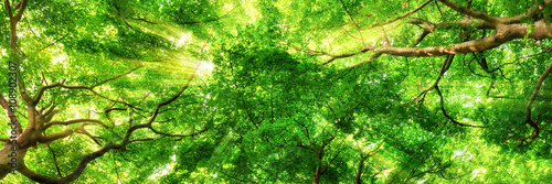 Sonnenstrahlen leuchten durch Blätterdach hoher Bäume © Smileus
