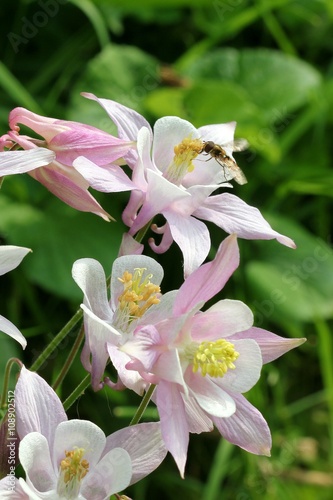 Columbine - Aquilegia