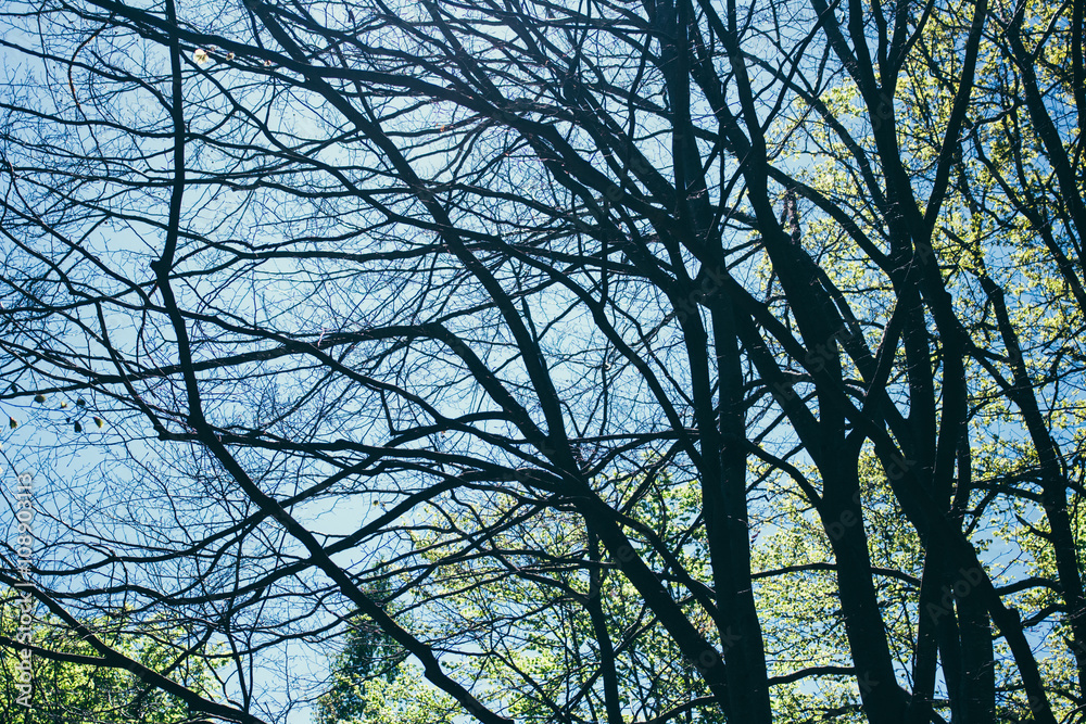 Spring Summer Sun Shining Through Canopy of Tall Trees Spring Summer Sun Shining Through Canopy of Tall Trees