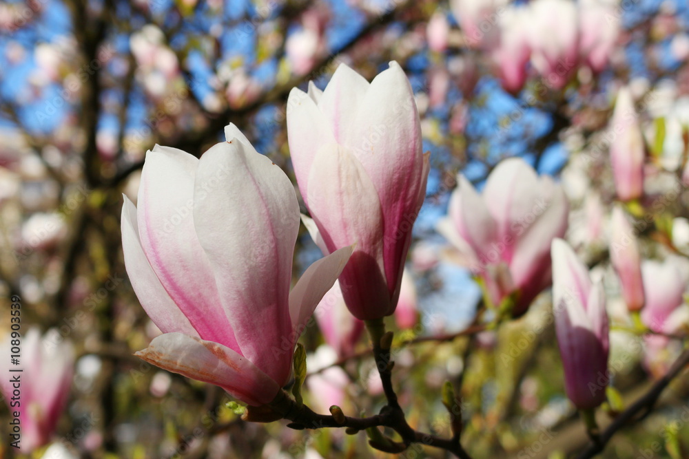 Obraz premium blooming magnolia