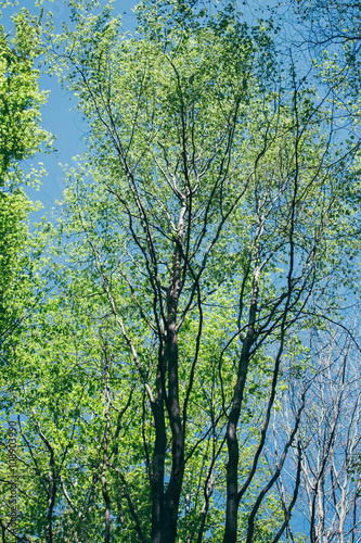 Spring Summer Sun Shining Through Canopy of Tall Trees