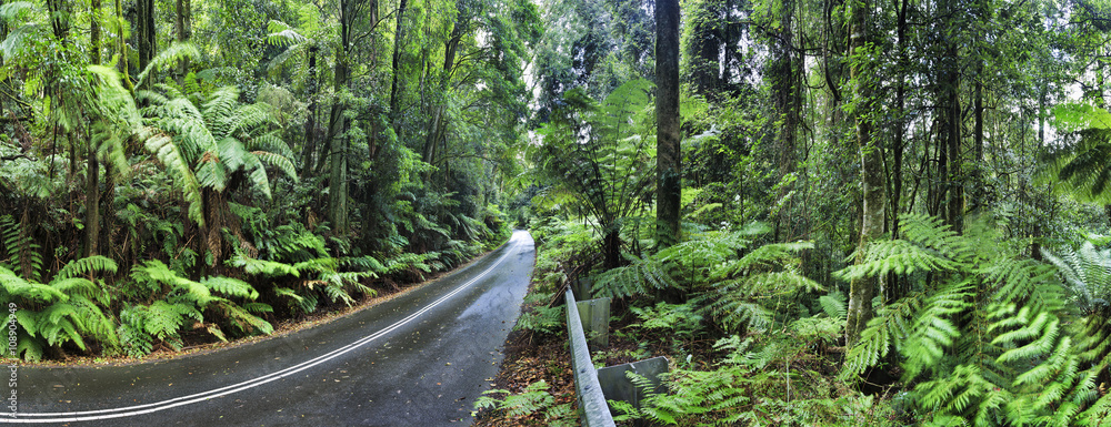 Obraz premium BM Irvine rainforest road