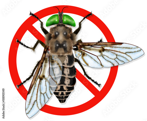 Fly Horse Tabanus Bovinus