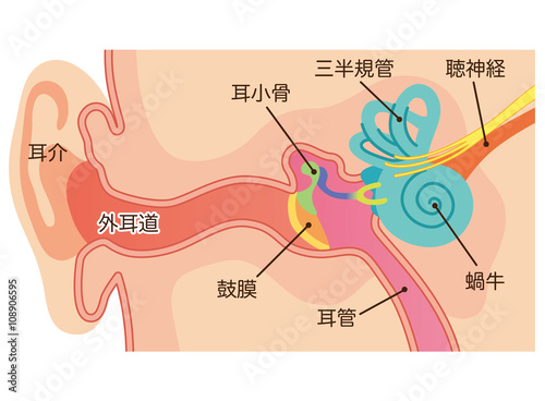 耳の構造 photo