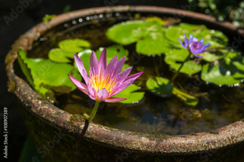 Fototapeta Naklejka Na Ścianę i Meble -  Beautiful water lily in a stone water pot