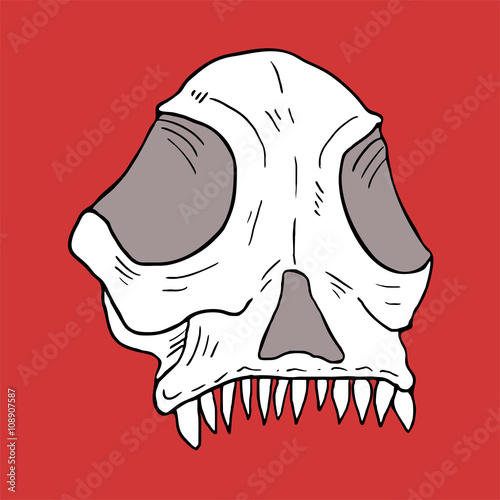 Skull illustration