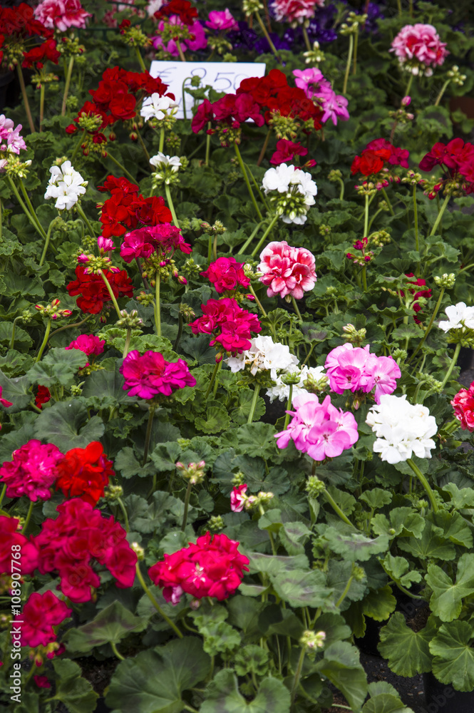 Geranium composition Geranium composition
