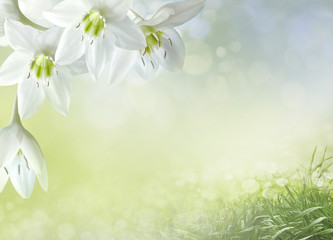 spring background