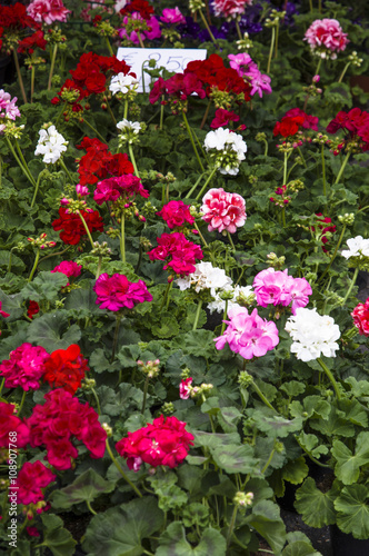 Fototapeta Naklejka Na Ścianę i Meble -  Geranium composition