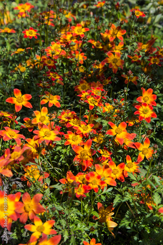 Flowering plants with yellow and red flowers