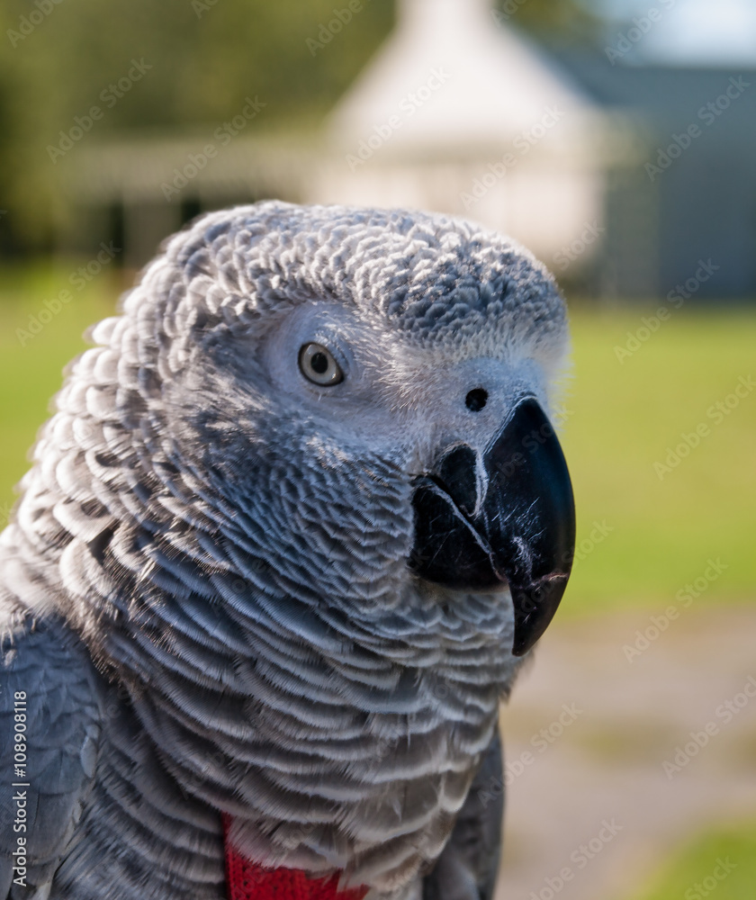 Obraz premium African Grey Parrot - Psittacus erithacus erithacus