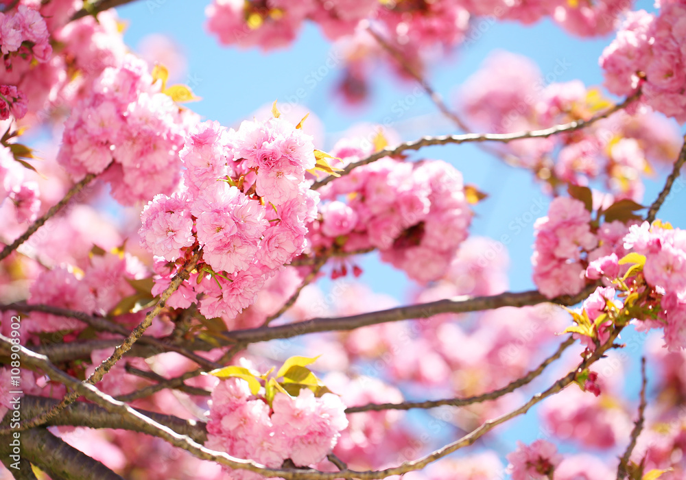 Spring Blossom. Beautiful Pink Flowers. Sakura Spring Blossom. Beautiful Pink Flowers. Sakura