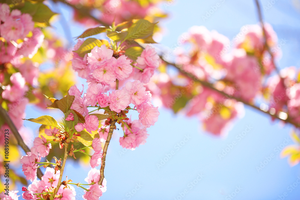 Spring Blossom. Beautiful Pink Flowers. Sakura Spring Blossom. Beautiful Pink Flowers. Sakura