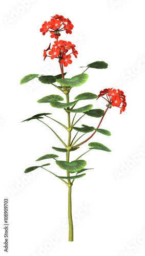 Fototapeta Naklejka Na Ścianę i Meble -  3D Illustration Purple Geranium on White