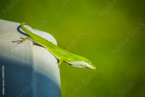 Green Anole Lizard / Shot on the Big Island of Hawaii