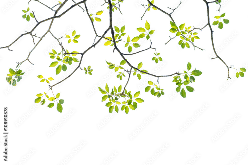 green leave on white background